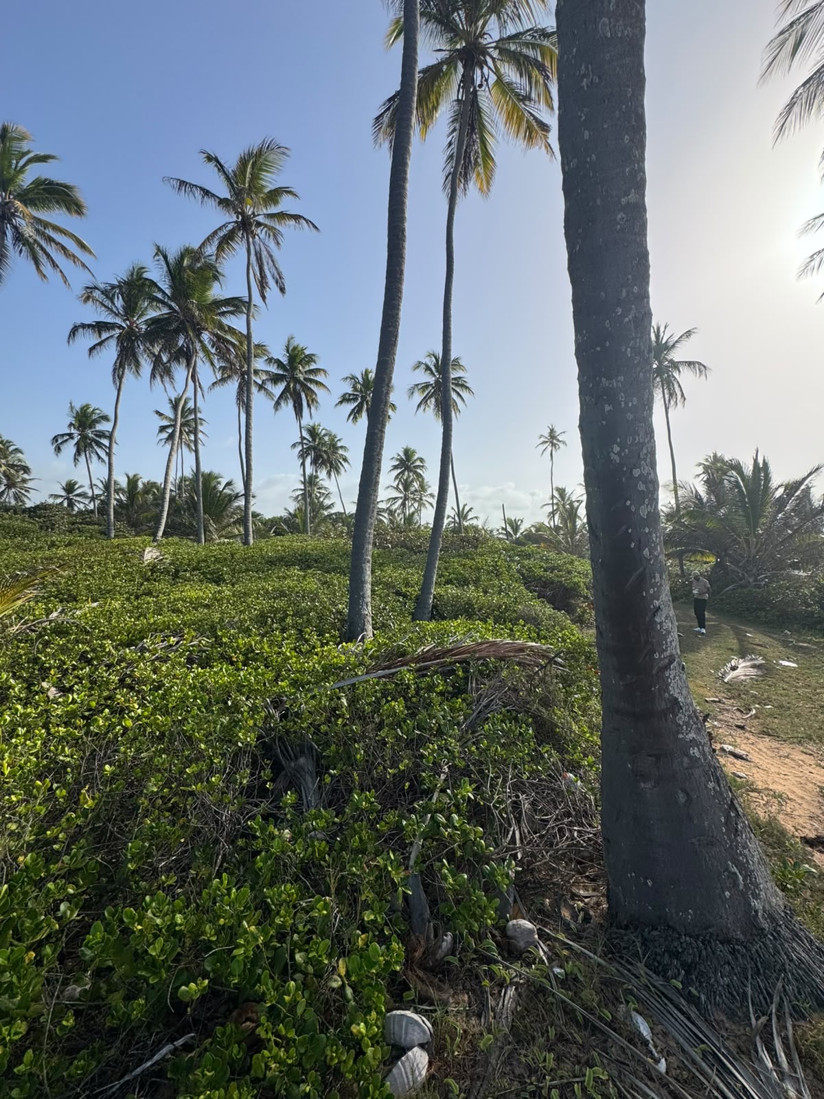 espectacular terreno en primera línea de playa en la vacama de nisibón higüey - Foto 4